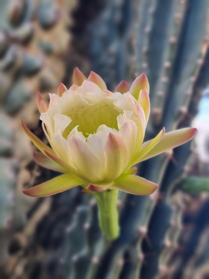 Cactus - Blooming Garden Apartments Kalamáta Eksteriør bilde